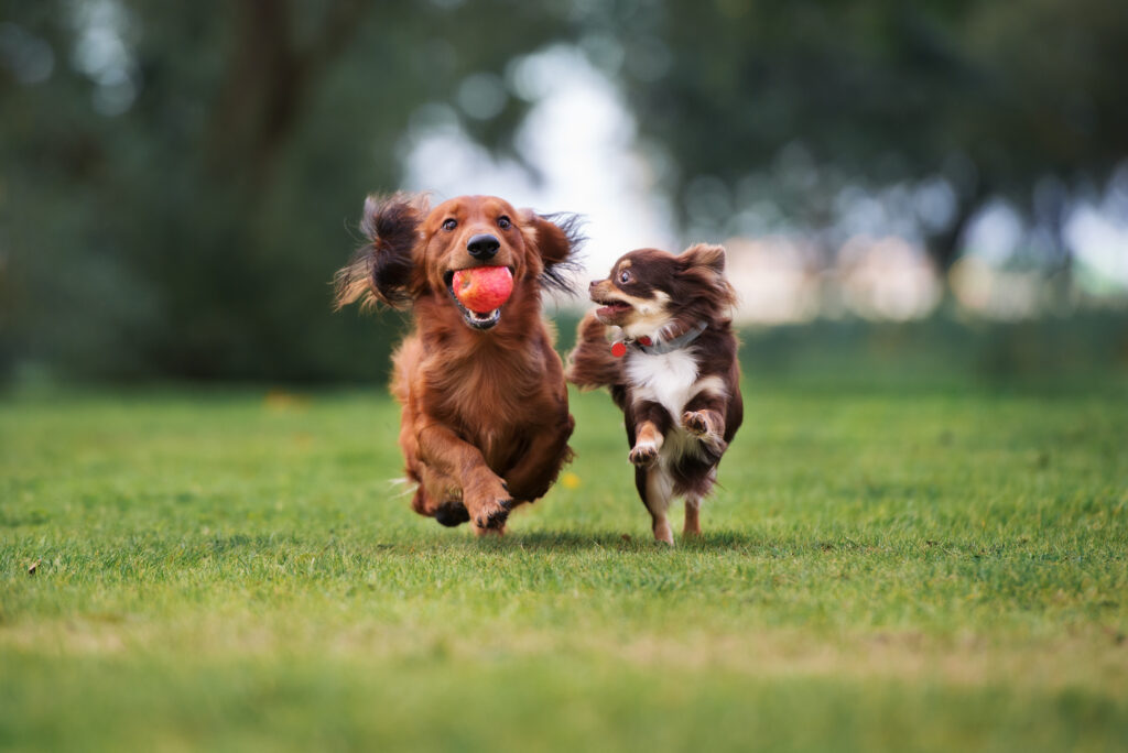 Kaksi pientä koiraa leikkimässä pallolla.
