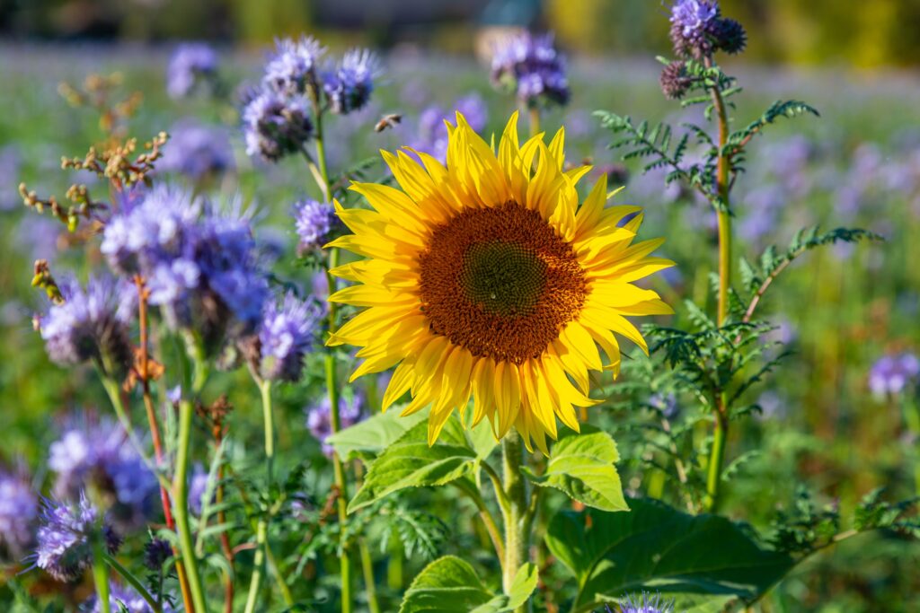 Sunflower and some honeyflowers on a field during summer.
