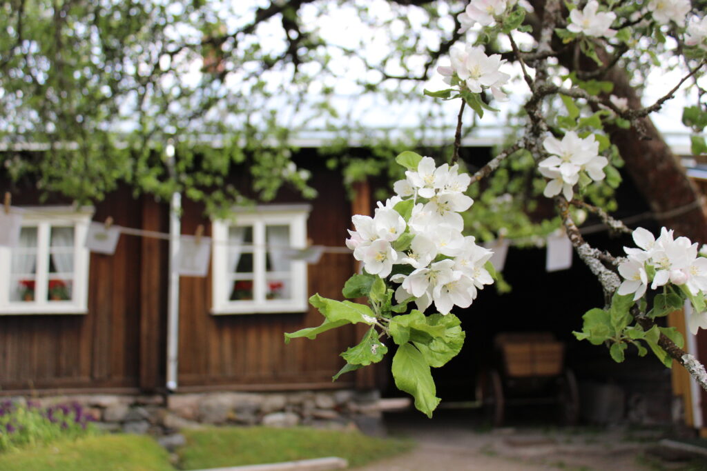 Omenapuut kukkivat Kirstissä.